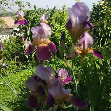 Casetta Le Viole